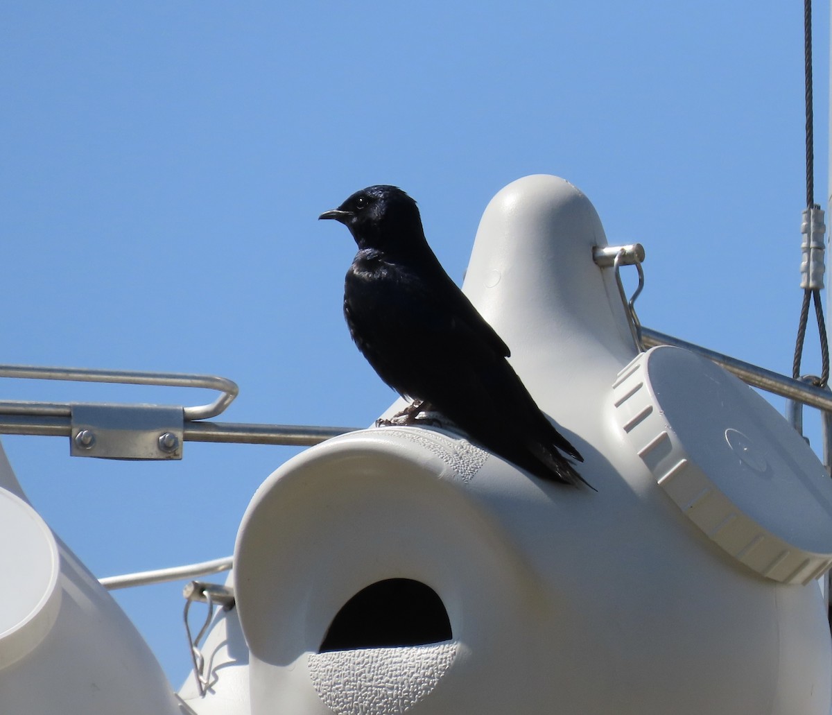 Purple Martin - ML442807831