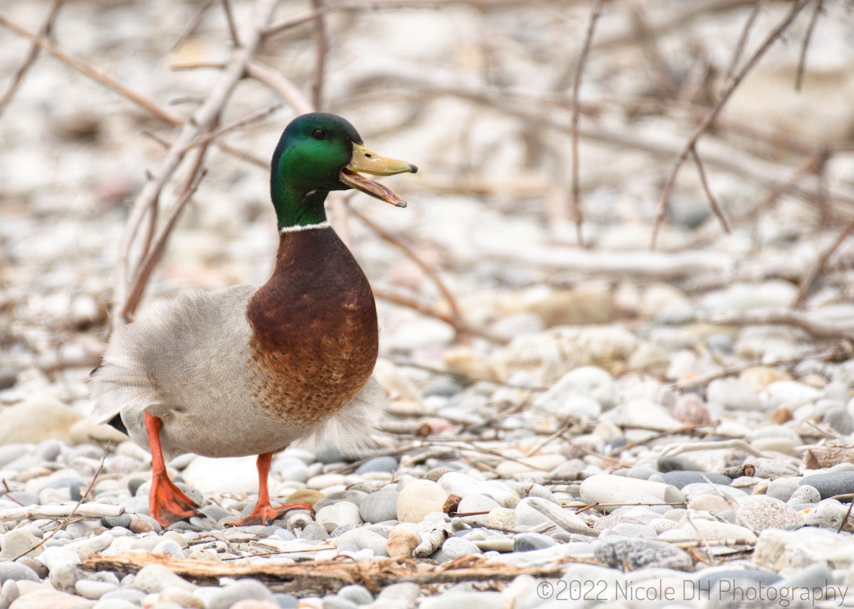Canard colvert - ML442808121