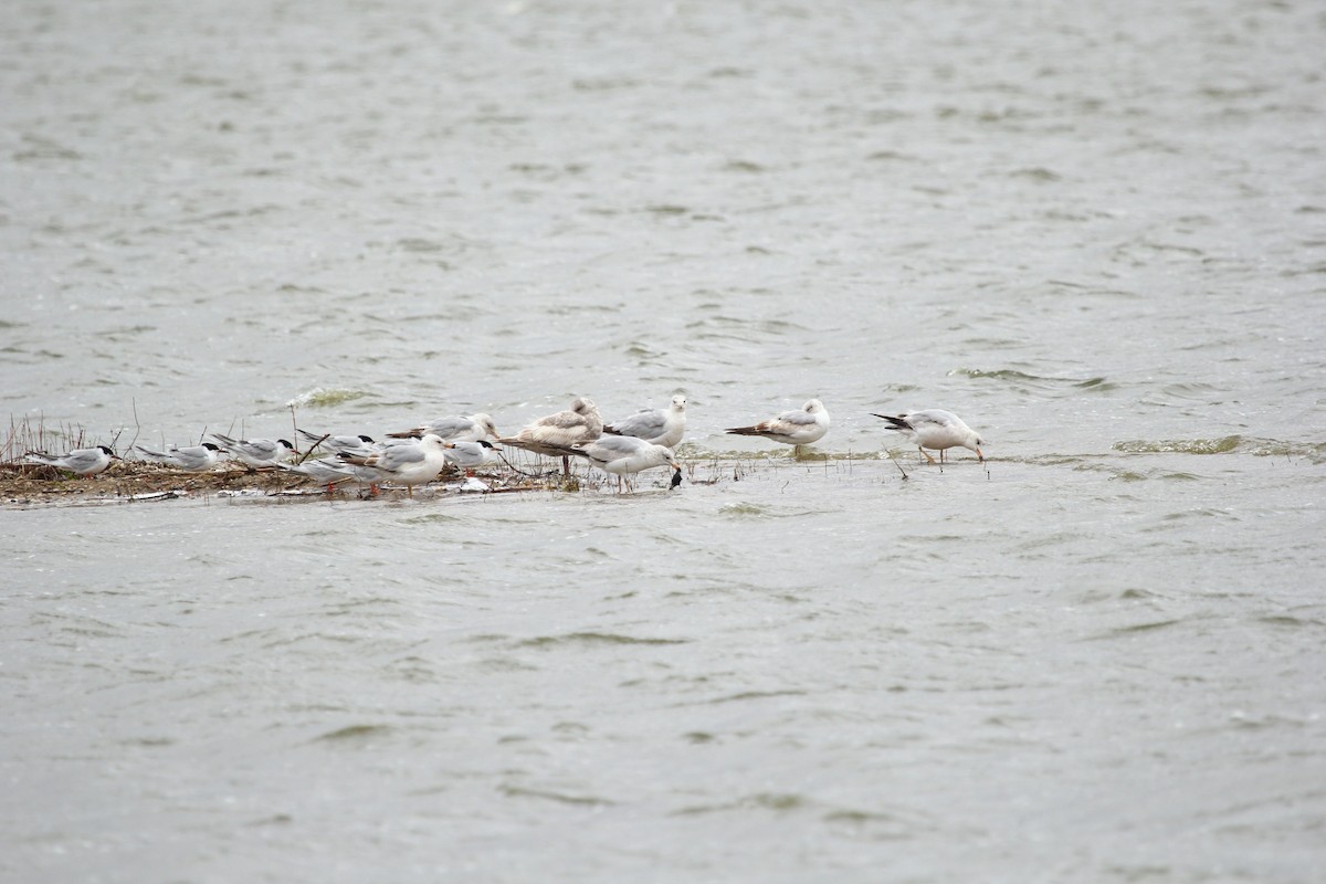 Forster's Tern - ML442808701