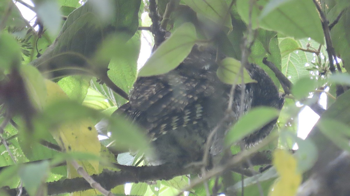 Bearded Screech-Owl - ML442809051