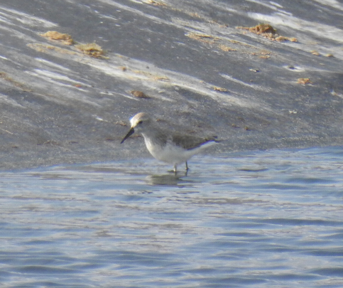 Western Sandpiper - Ron Pozzi