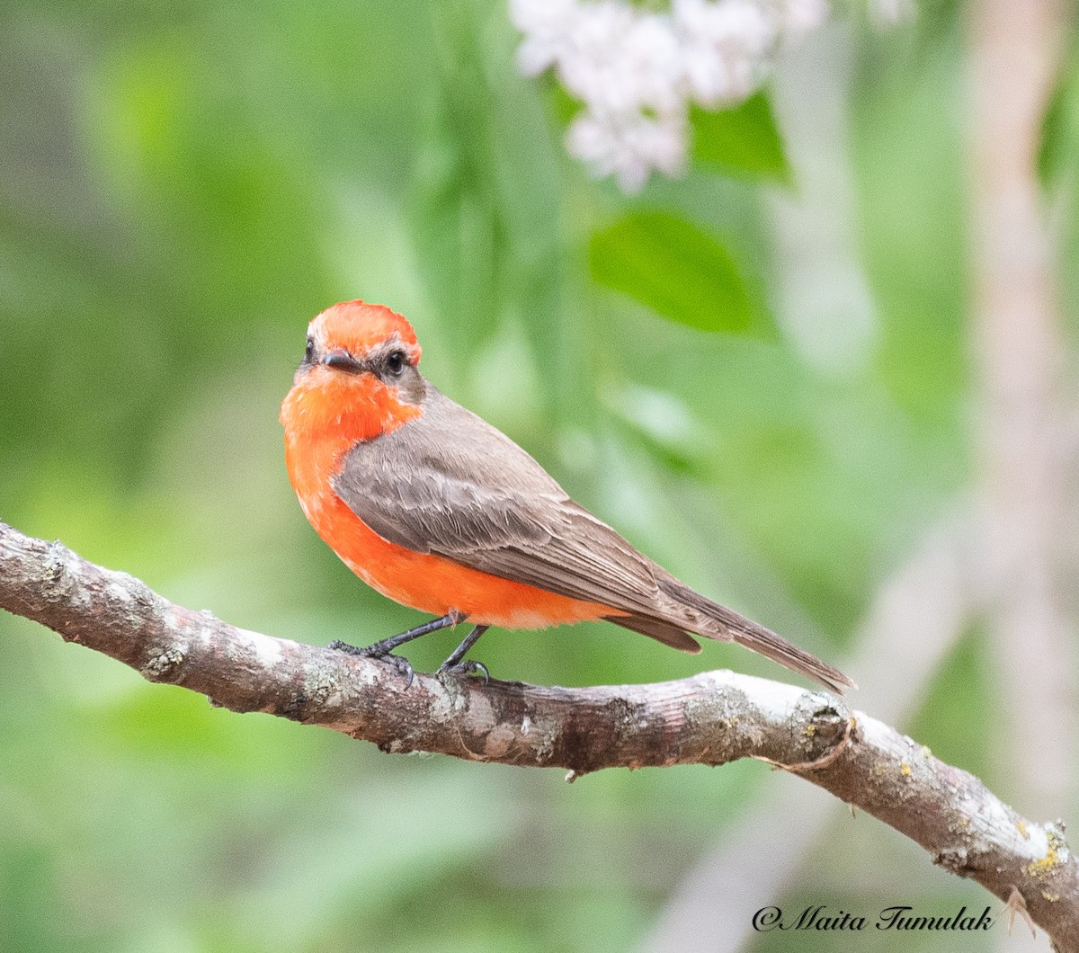 Vermilion Flycatcher - ML442809611