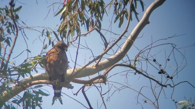 Common Black x Red-shouldered Hawk (hybrid) - ML442809921