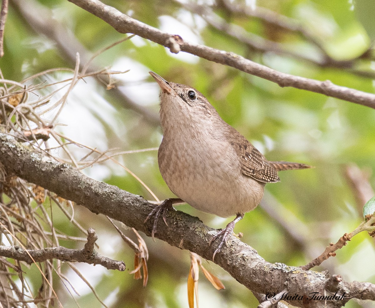 House Wren - ML442809941