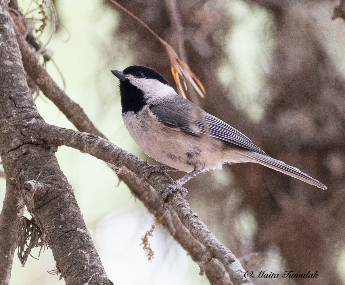 Carolina Chickadee - ML442811011