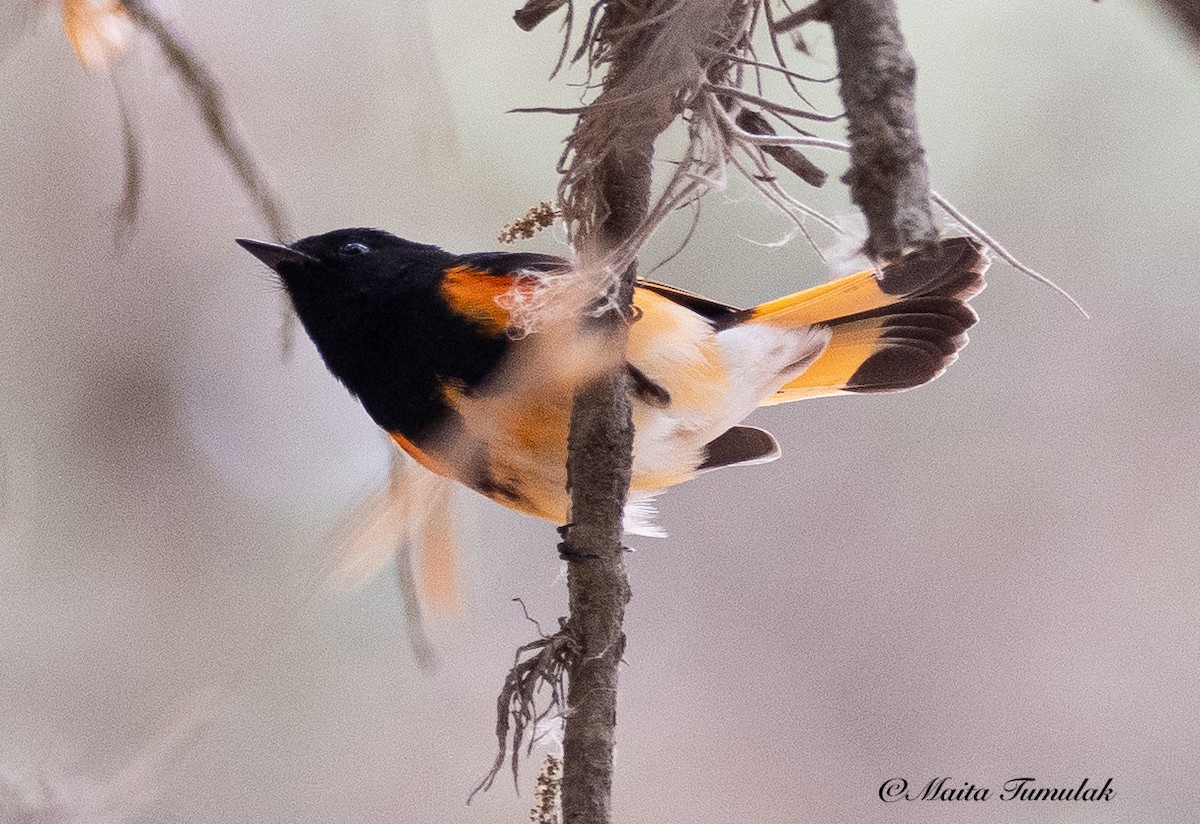 American Redstart - ML442811661