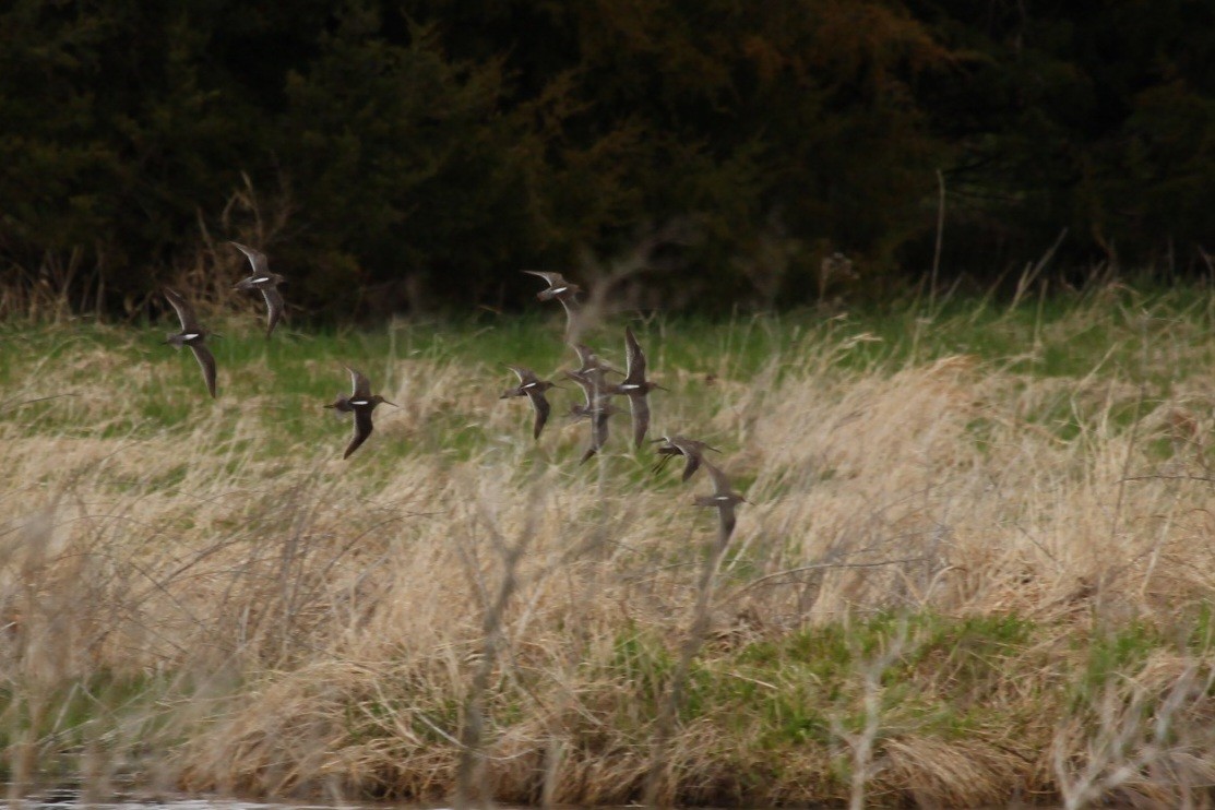 Long-billed Dowitcher - ML442811811