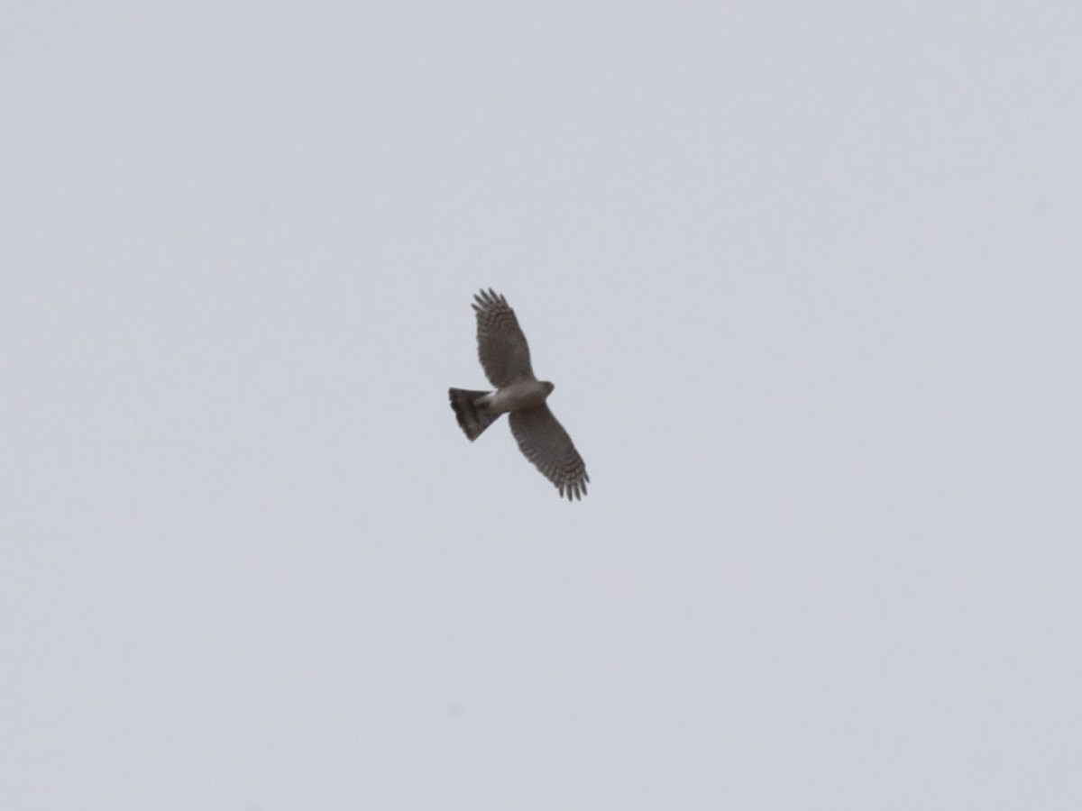 Sharp-shinned Hawk - Josh Yoder