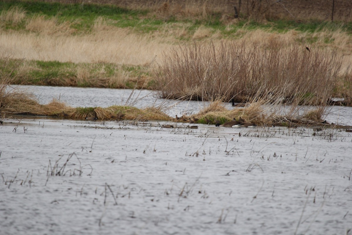 Long-billed Dowitcher - ML442811861