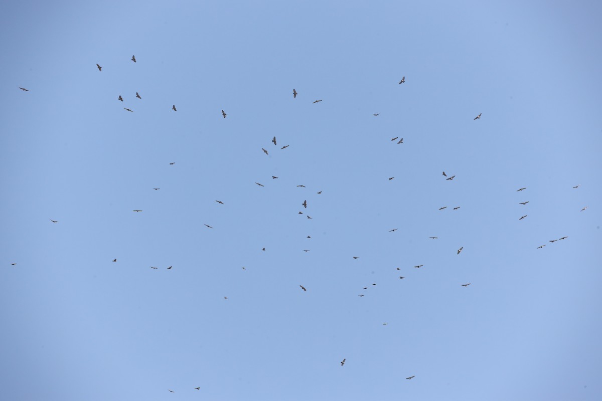 Broad-winged Hawk - ML442812491