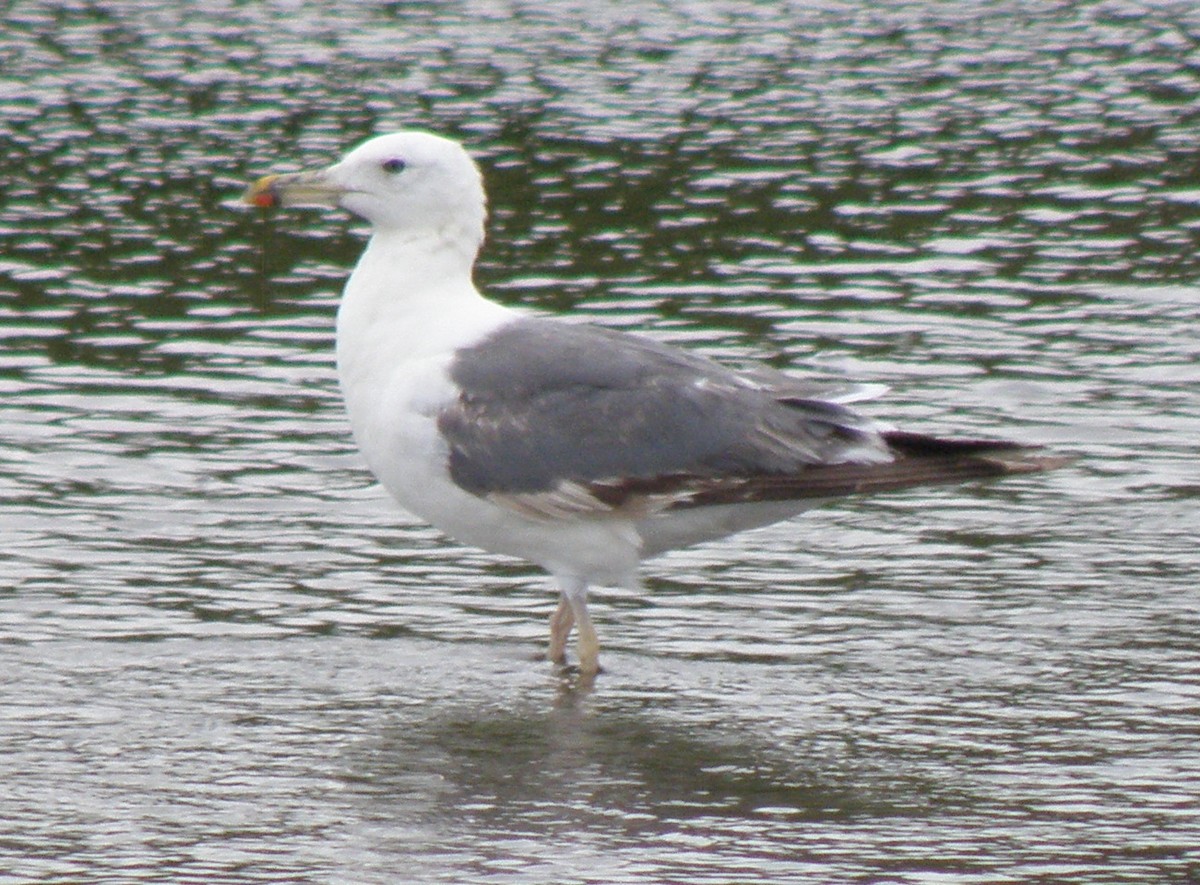 Lesser Black-backed Gull (Heuglin's) - Colin Trainor