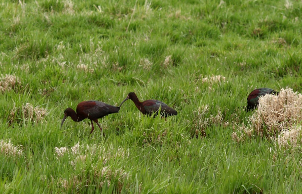 White-faced Ibis - ML442812751