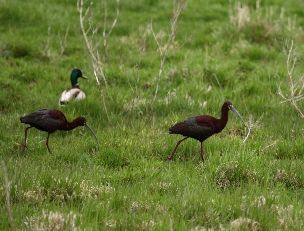 White-faced Ibis - ML442812791