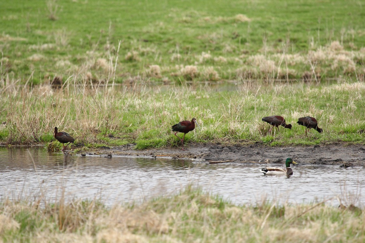 White-faced Ibis - ML442812861