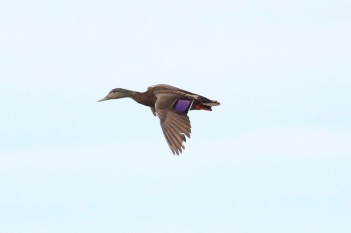 Mallard x American Black Duck (hybrid) - ML442813981