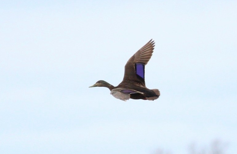 Mallard x American Black Duck (hybrid) - ML442814021