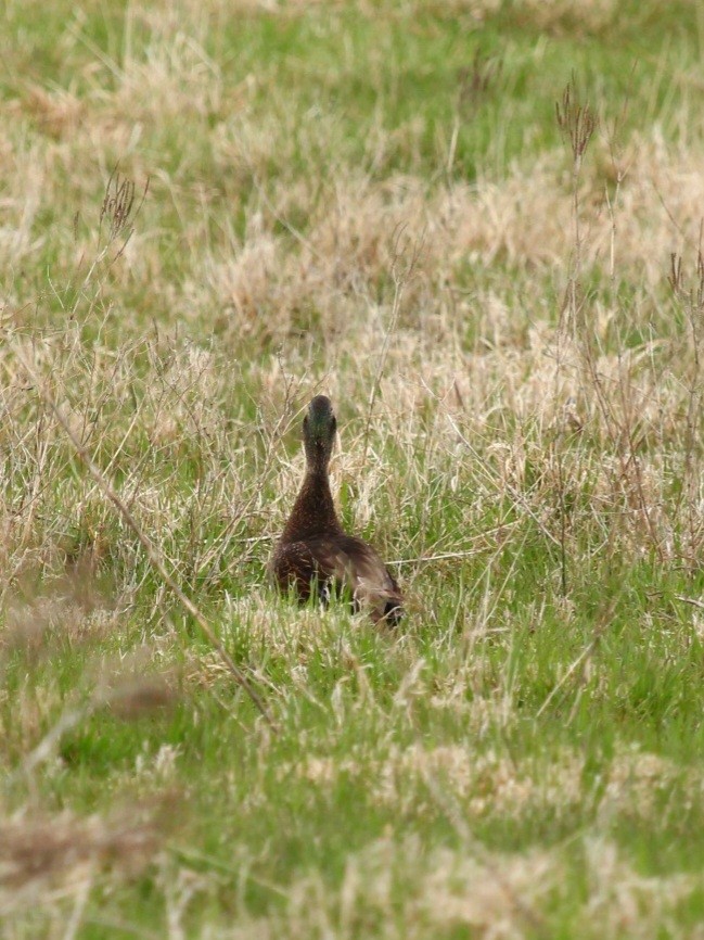 Mallard x American Black Duck (hybrid) - ML442814061