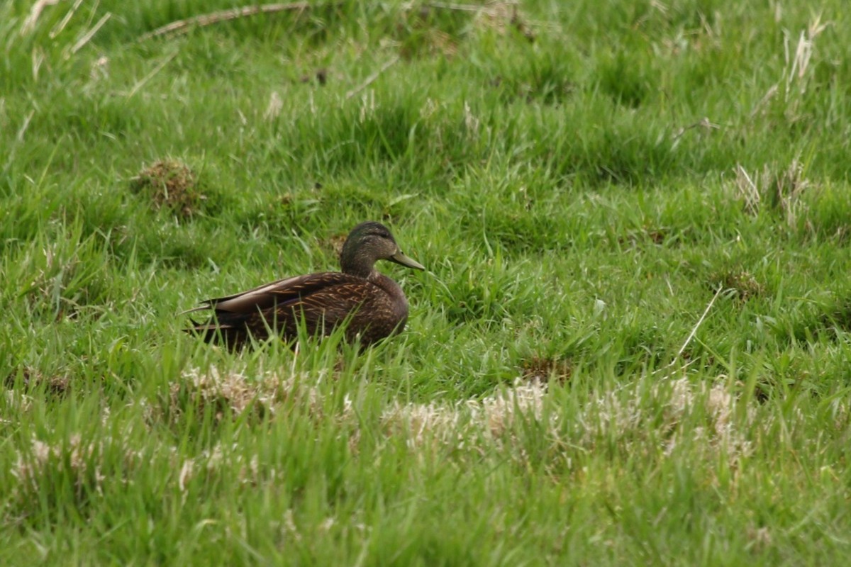 Mallard x American Black Duck (hybrid) - ML442814091