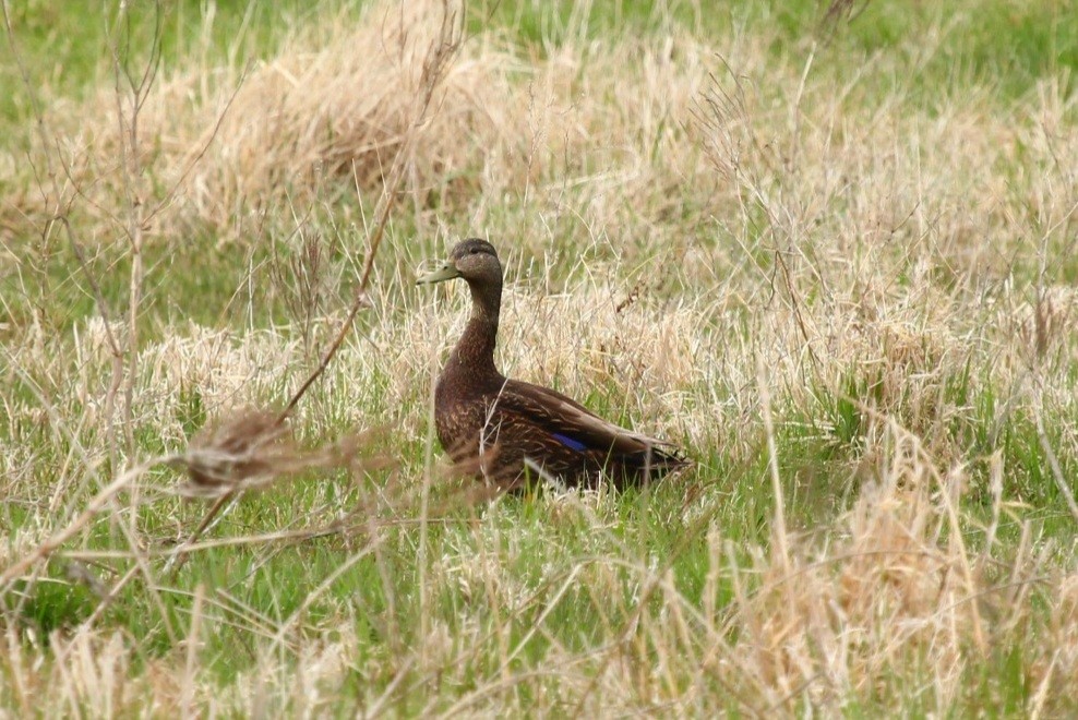 Mallard x American Black Duck (hybrid) - ML442814111