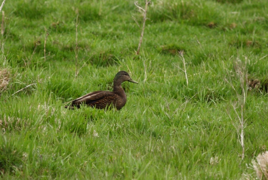Mallard x American Black Duck (hybrid) - ML442814131