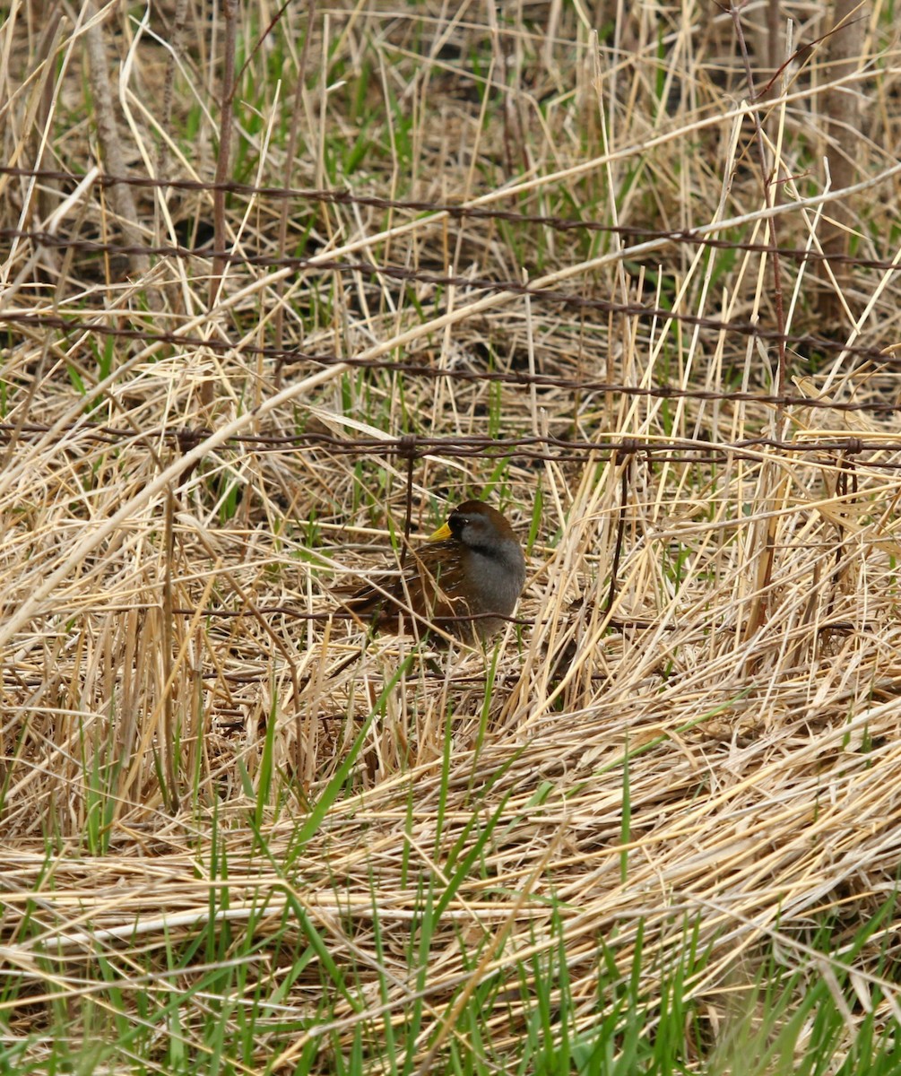 Sora - ML442814711