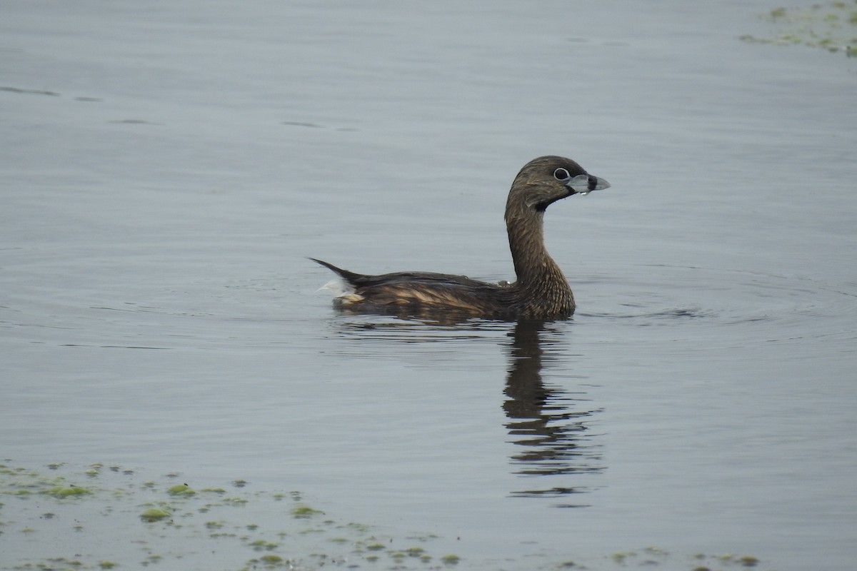 Pied-billed Grebe - ML442814861