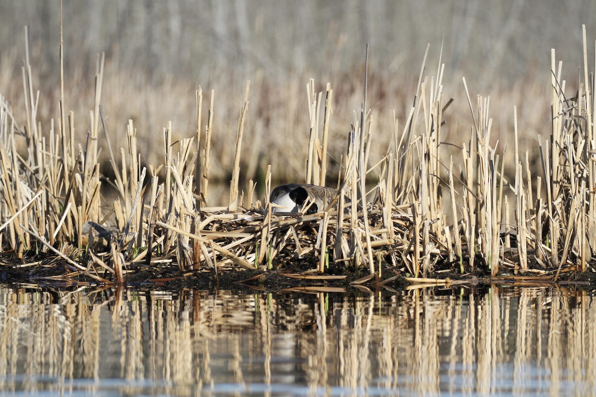 Canada Goose - Julie Filiberti