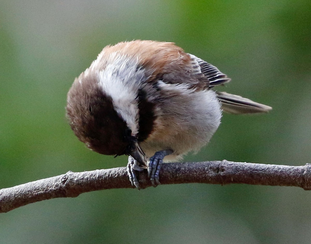 Chestnut-backed Chickadee - Don Roberson