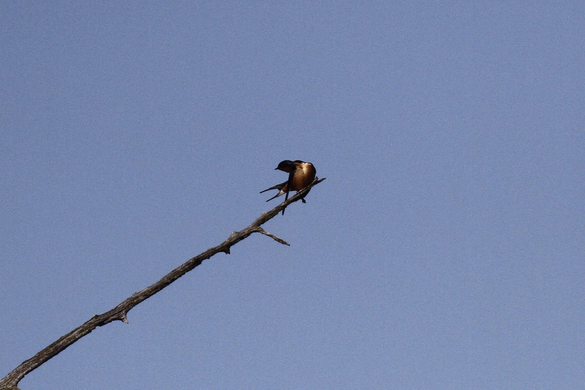 Barn Swallow - Julie Filiberti