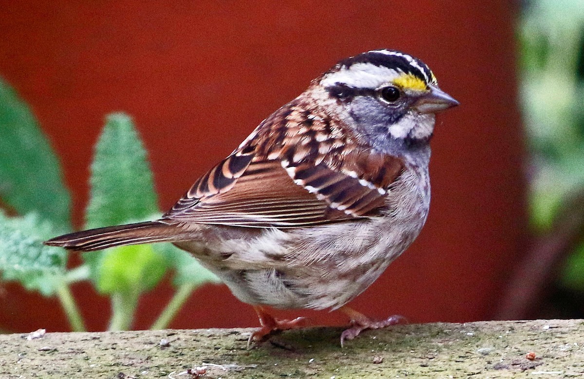 White-throated Sparrow - Don Roberson