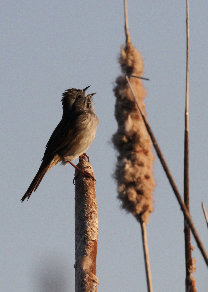 Swamp Sparrow - Julie Filiberti