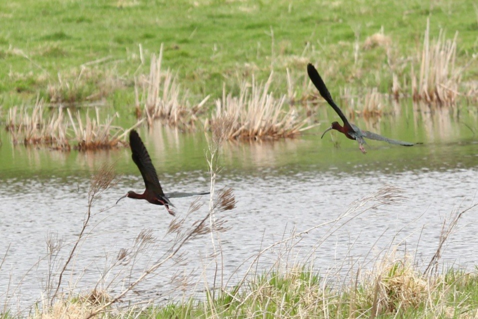 White-faced Ibis - ML442816381