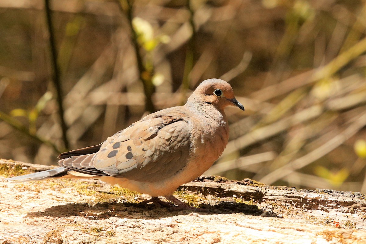 Tourterelle triste - ML442816431