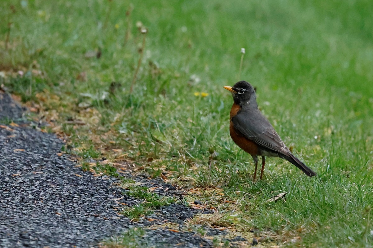 American Robin - ML442816571