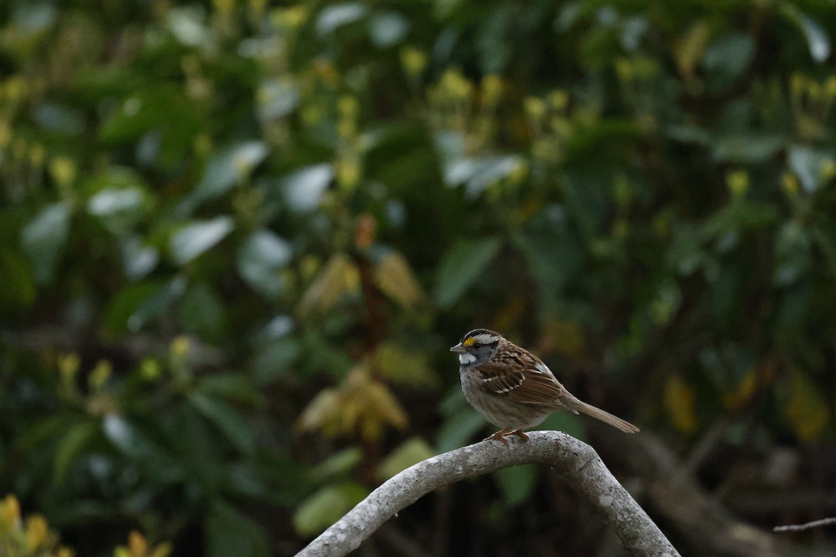 White-throated Sparrow - Ryan Steiner