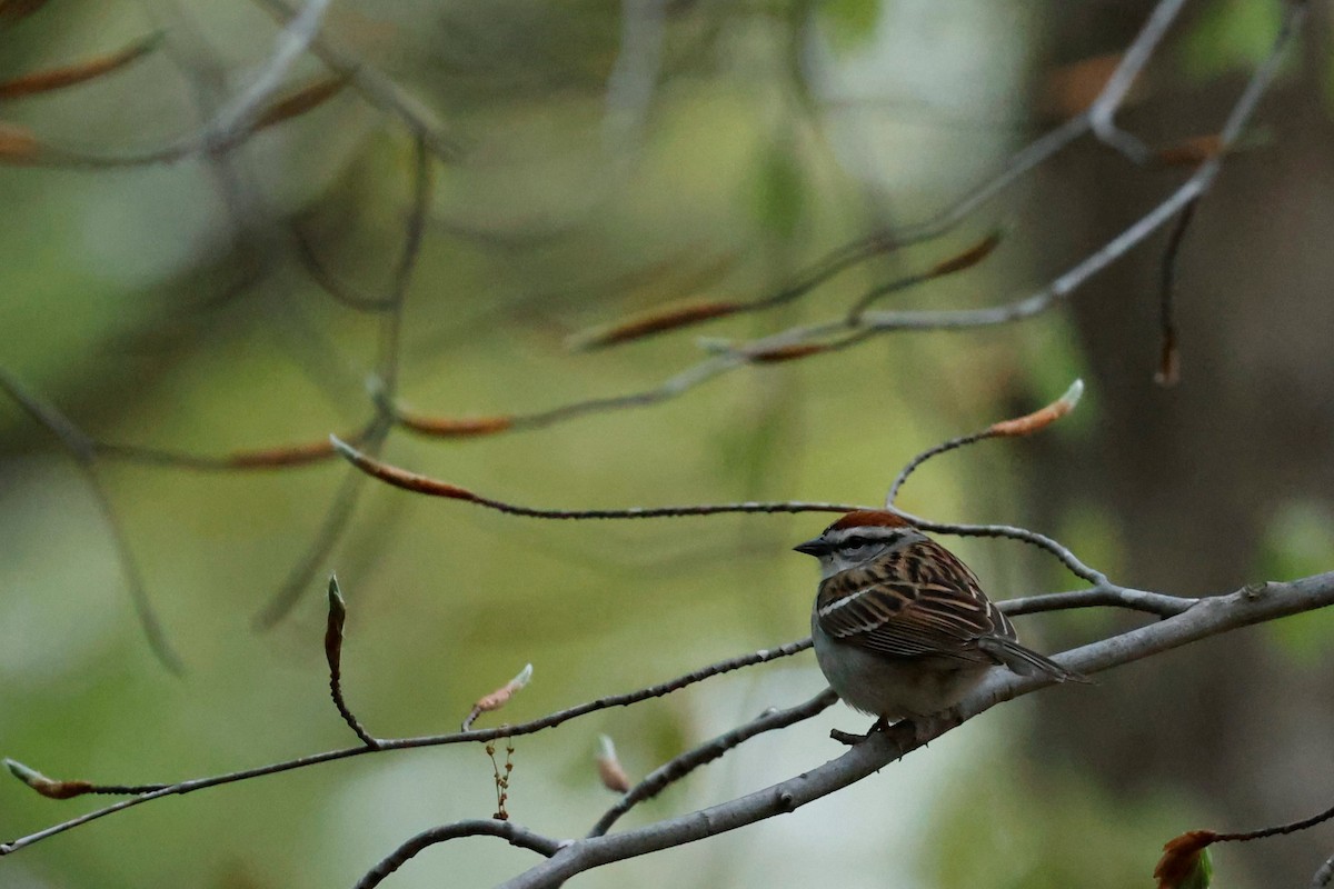 Chipping Sparrow - ML442816761