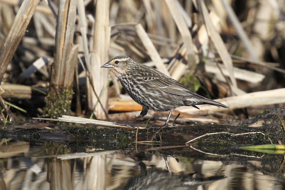 Red-winged Blackbird - Julie Filiberti