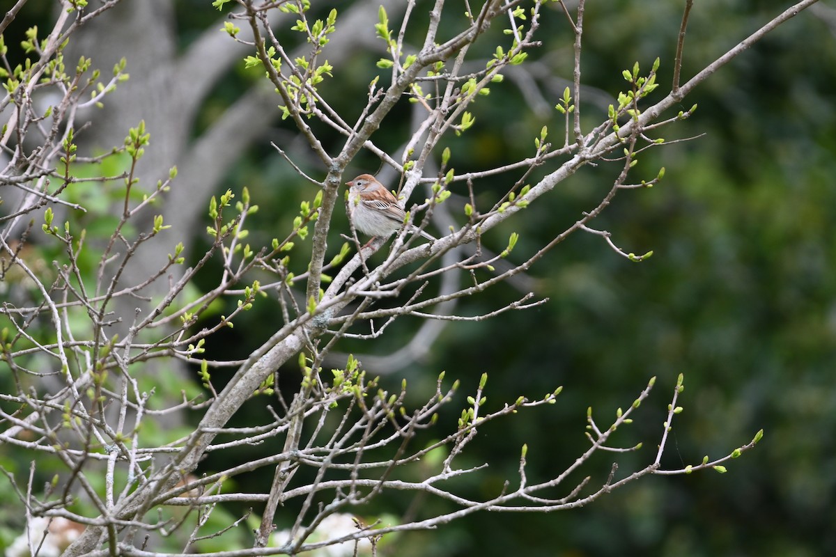 Field Sparrow - ML442817421