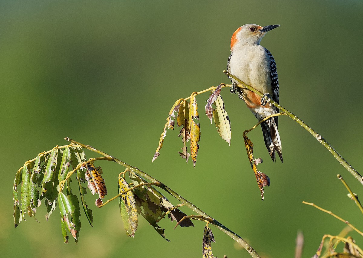 Red-bellied Woodpecker - ML442817691