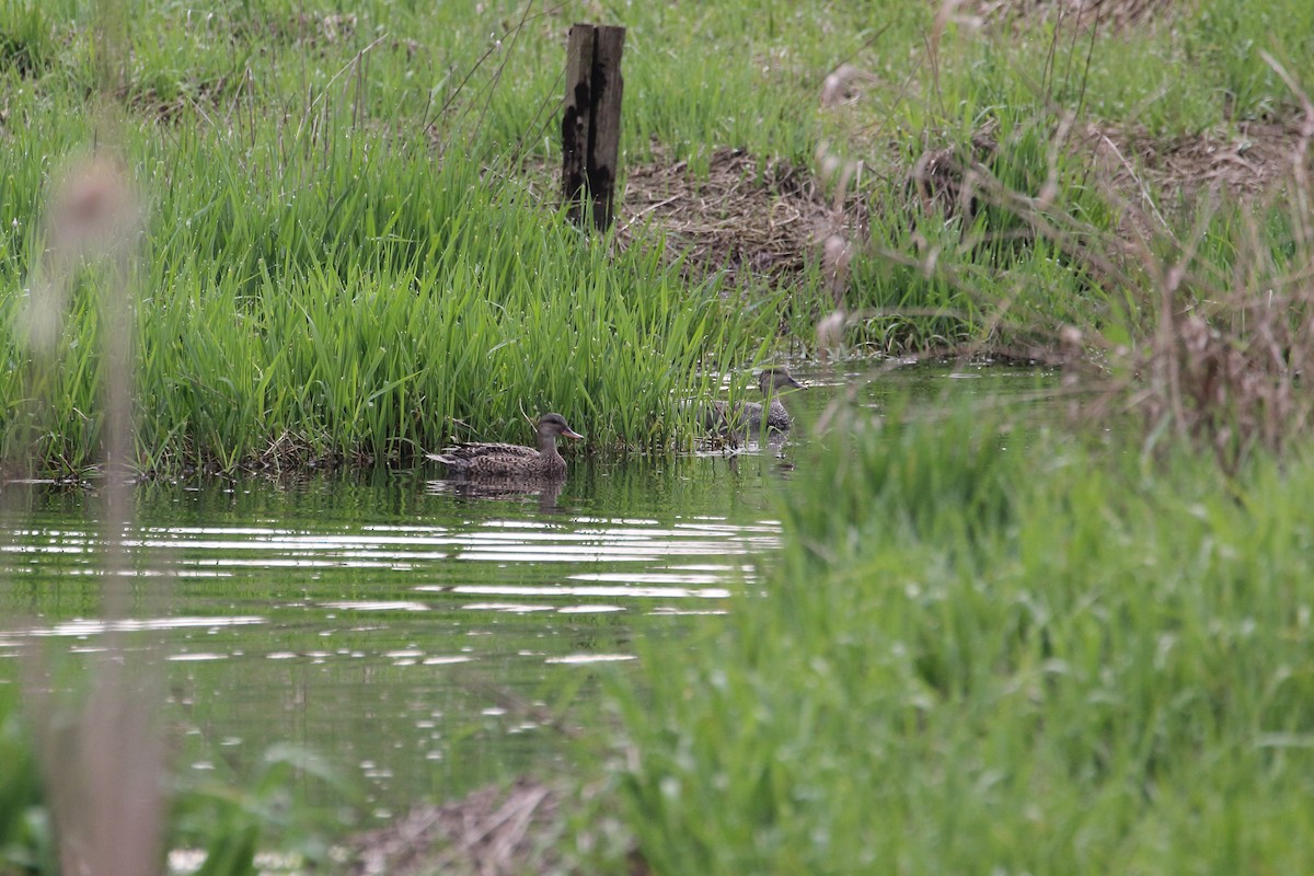 Gadwall - ML442817991