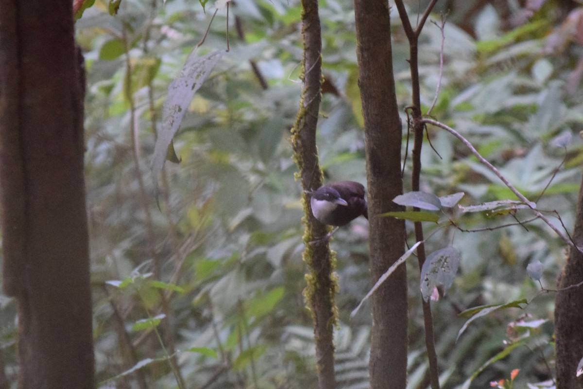 Wayanad Laughingthrush - ML44281831