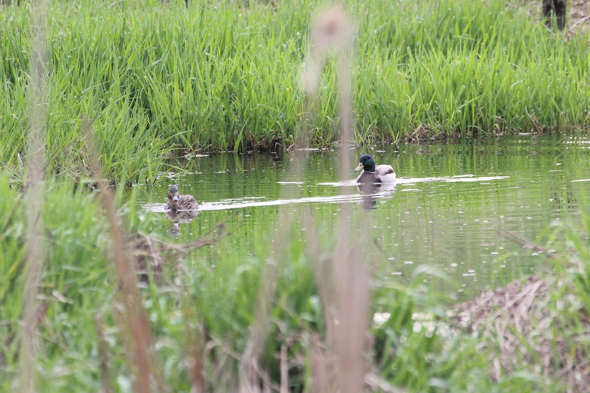 Mallard - ML442818481