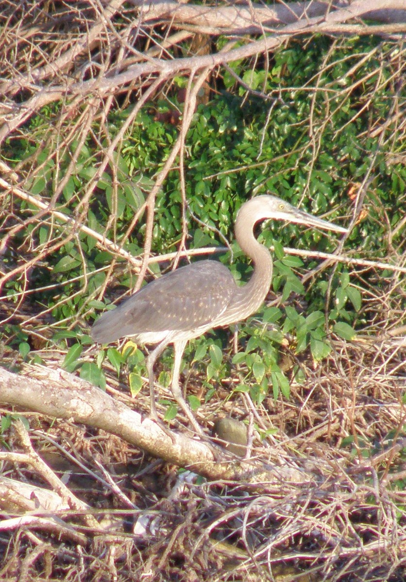 Great-billed Heron - ML44281941