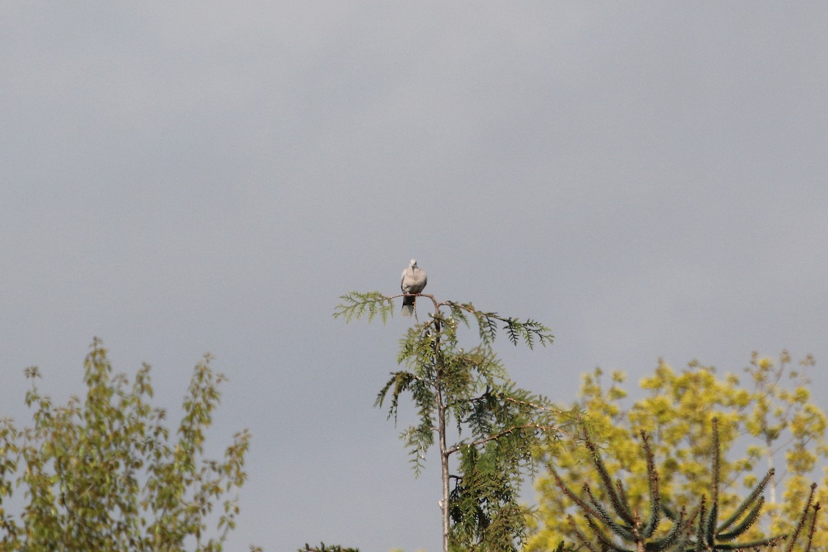 Eurasian Collared-Dove - ML442819501