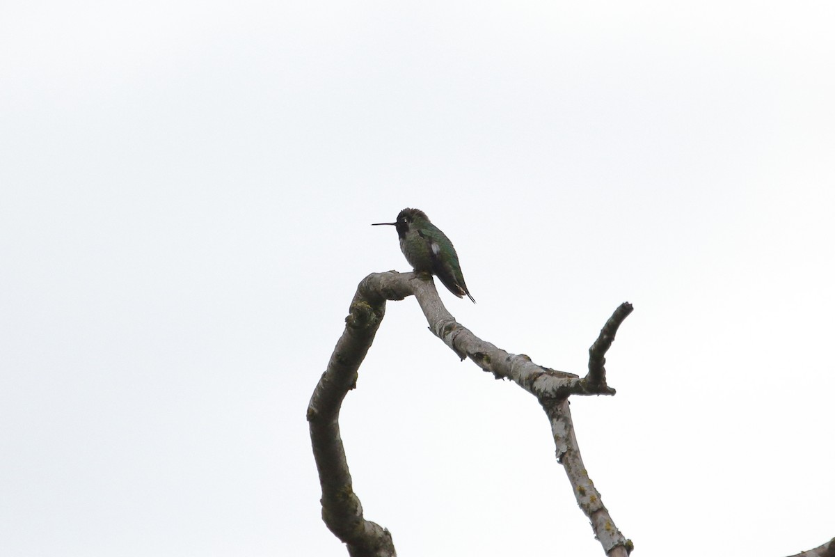 Anna's Hummingbird - ML442819901