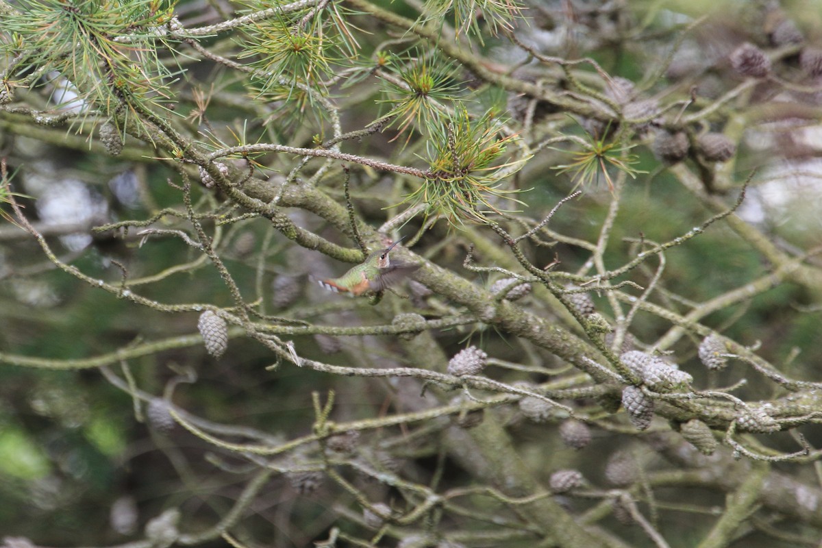 Rufous Hummingbird - ML442820151