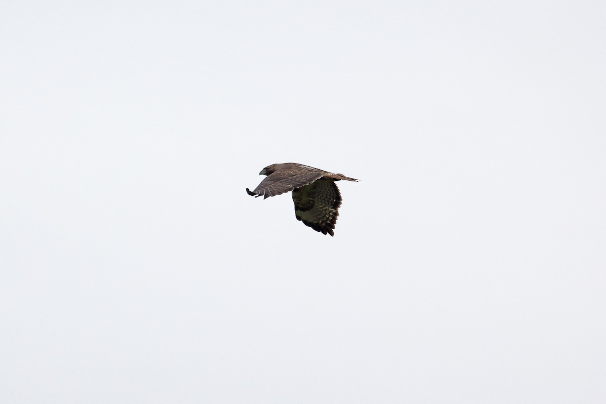 Red-tailed Hawk - ML442820481