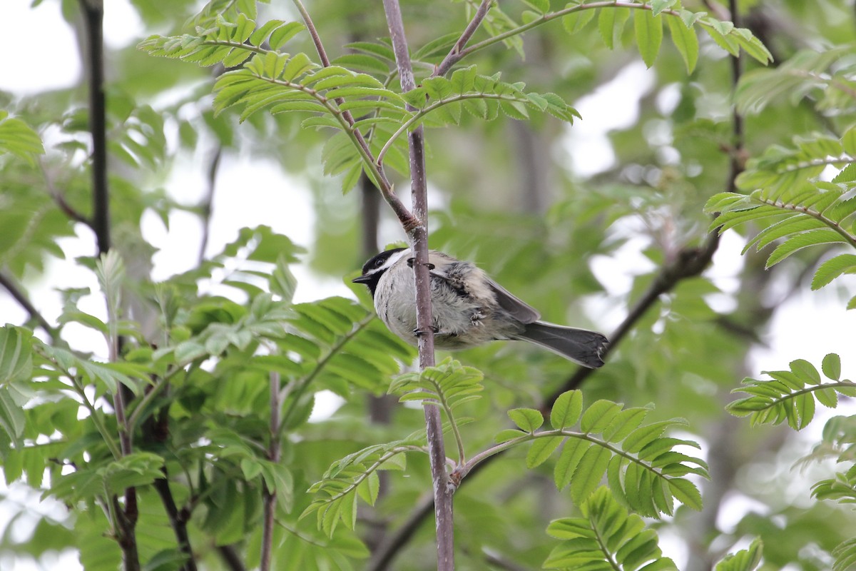 Black-capped Chickadee - ML442820781