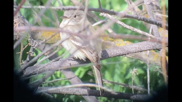 Gray Flycatcher - ML442820851