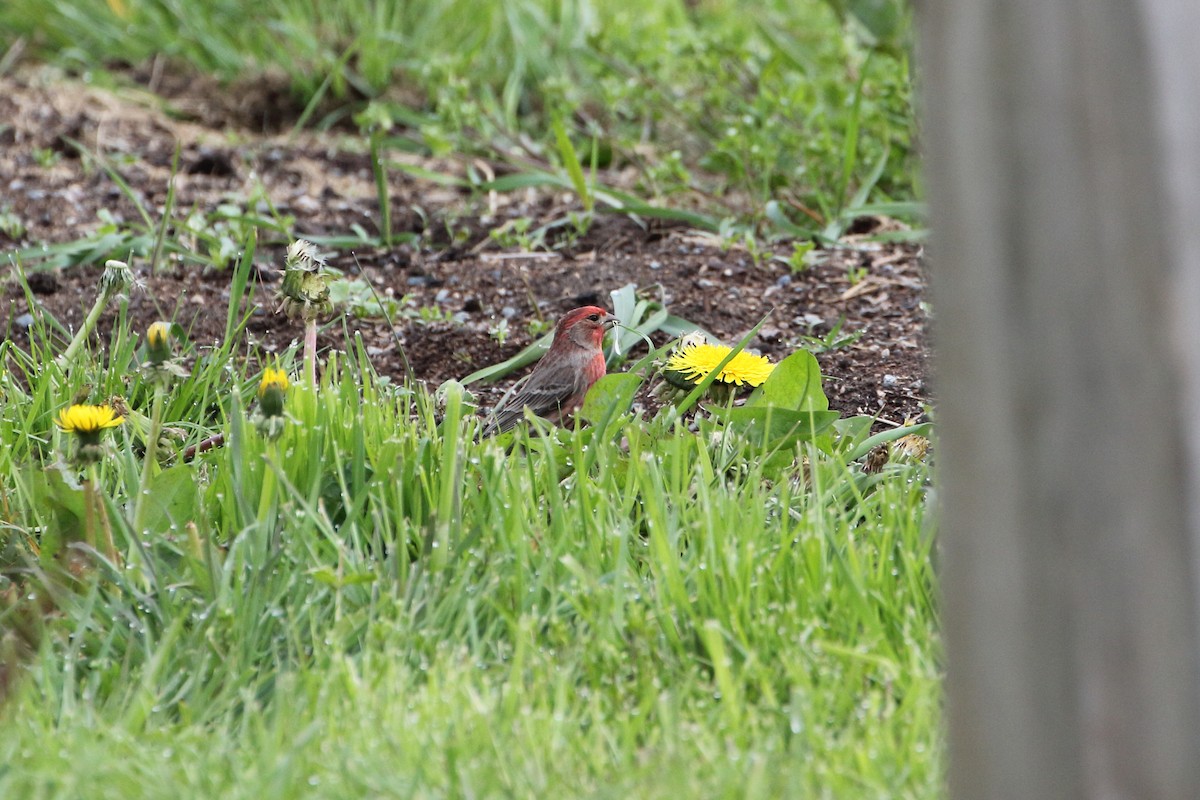House Finch - ML442821141